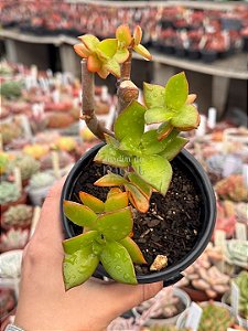 Crassula láctea ssp