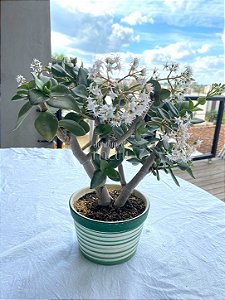 Crassula láctea ssp