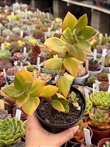 Crassula láctea ssp