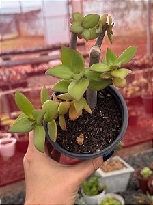 Crassula láctea ssp