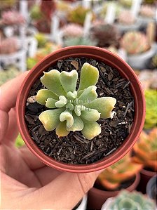 Echeveria dagda