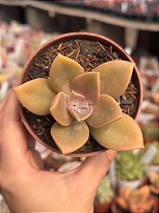 Echeveria gisele