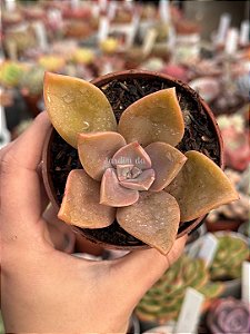 Echeveria gisele