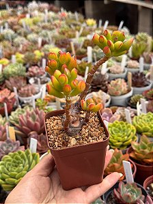 Orelha de shrek - bonsai