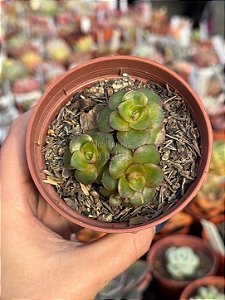 Echeveria salsa verde (colônia)