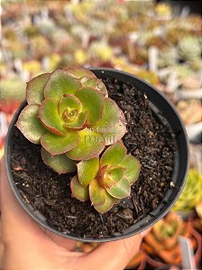 Echeveria salsa verde (colônia)