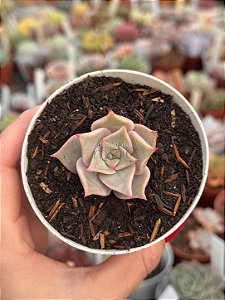 Echeveria madiba c/ carunculas