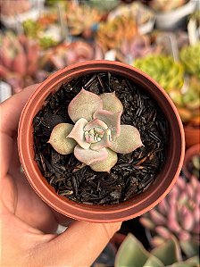 Echeveria madiba c/ carunculas
