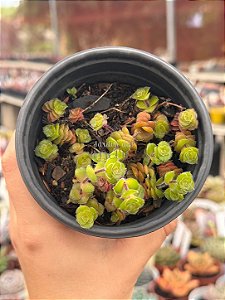 Crassula setulosa