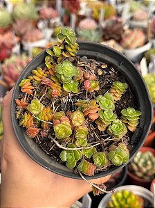 Crassula setulosa