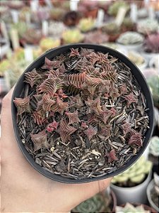 Crassula capitella ssp thyrsiflora