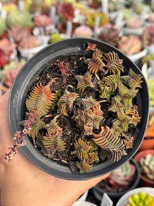 Crassula capitella ssp thyrsiflora