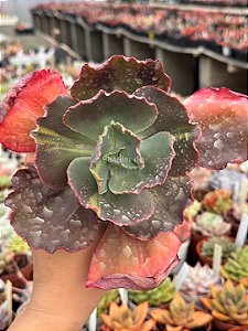 Echeveria can can variegata