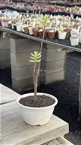 Crassula tetragona