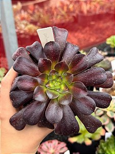 Aeonium kilimanjaro