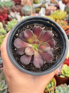 Aeonium Kilimanjaro