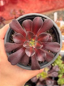 Aeonium Kilimanjaro