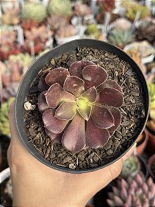 Aeonium Kilimanjaro M (sem raiz)