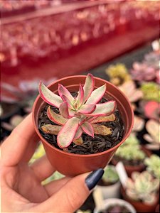 Crassula candy cane variegata