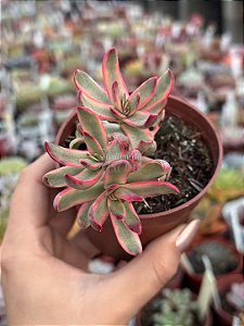 Crassula candy cane variegata