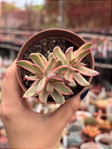 Crassula candy cane variegata