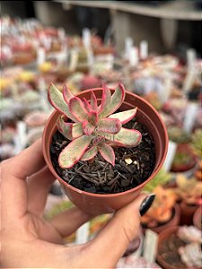Crassula candy cane variegata