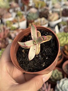 Crassula candy cane variegata