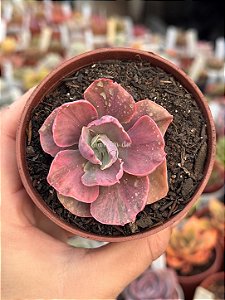 Echeveria rose fairy variegata