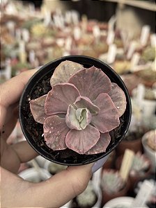 Echeveria rose fairy variegata