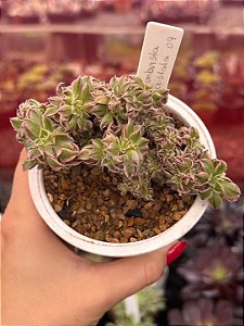 Aeonium sunburst cristata (09)