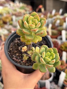 Echeveria techno agua blanca