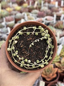 Senecio rowleyanus variegata (Colar de pérolas) sem raiz