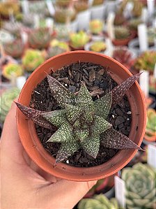 Gasteraloe ‘royal princess’
