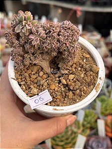 Aeonium sunburst cristata (05)