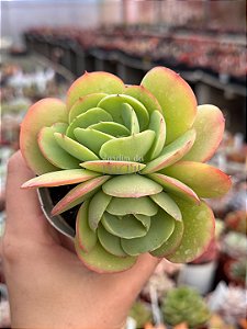 Echeveria mandala cítrus duas cabeças
