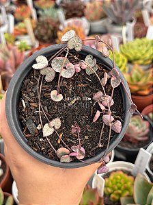 Ceropegia woodi variegata