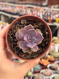 Echeveria magic red
