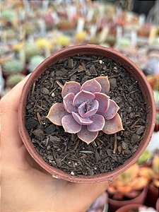 Echeveria magic red
