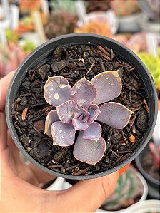 Echeveria magic red