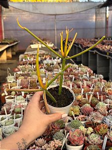 Euphorbia tirucalli (avelós)