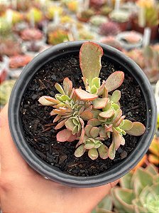 Echeveria fire song cristata