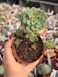 Aeonium castello paivae var. sarae