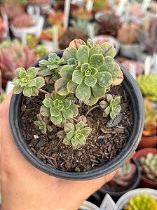 Aeonium castello paivae var. sarae