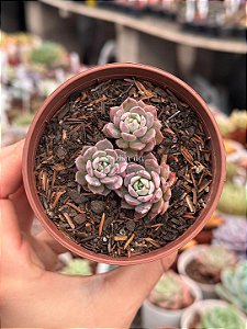 Echeveria sigrid variegata