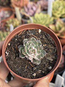 Echeveria sigrid variegata (sem raiz)
