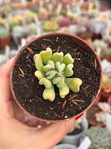 Echeveria dagda