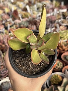 Peperomia magnoliifolia tricolor