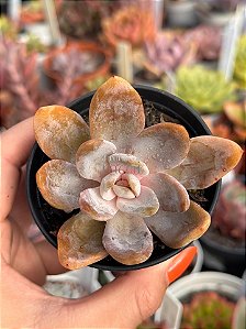 Echeveria híbrida 05