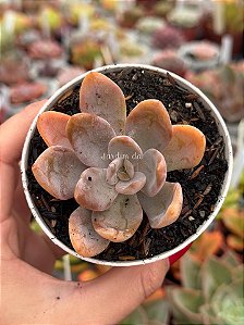 Echeveria híbrida 05