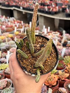 Senecio stapeliiformis (cacto melancia)